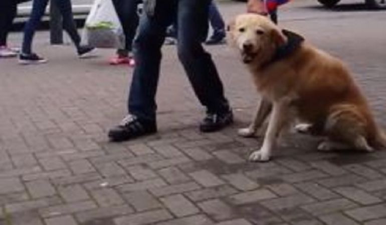 Perro Matematico: El perro matemático que enternece las redes sociales