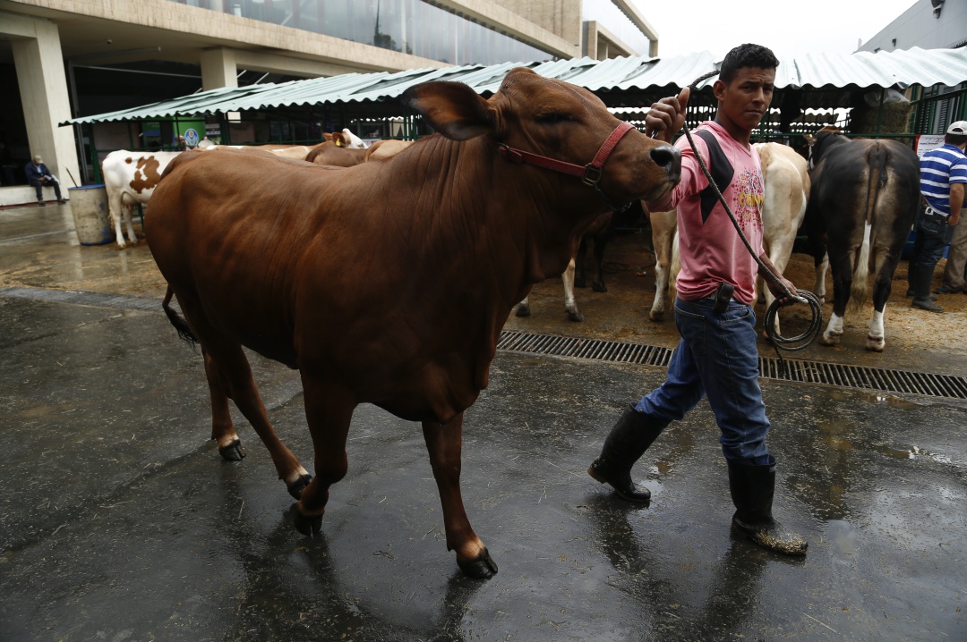Ganaderos denuncian contrabando de animales: Ganaderos denuncian ingreso de contrabando de animales por 2 billones