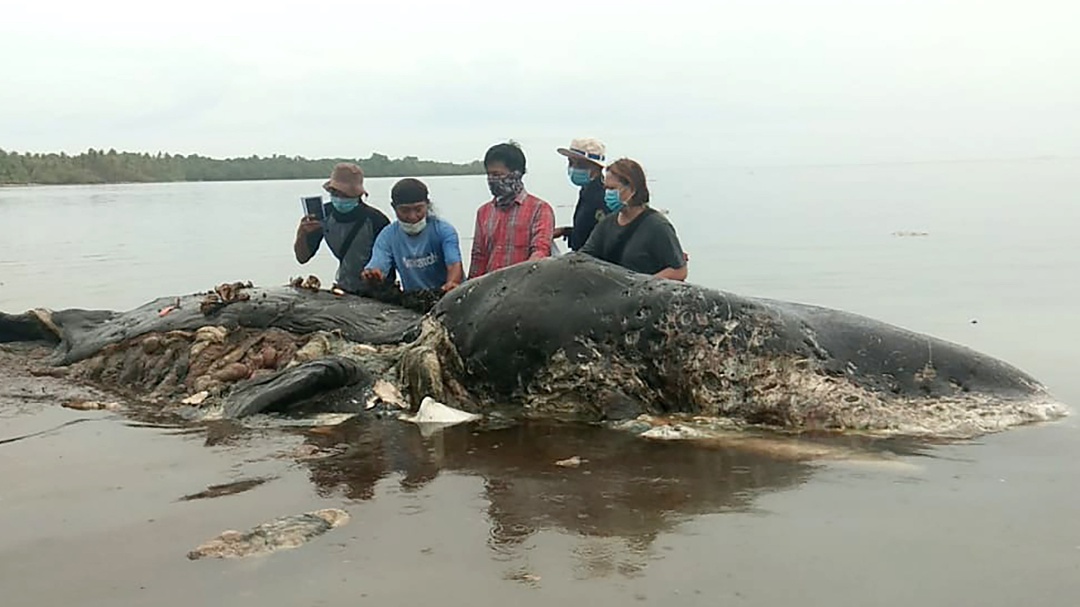 Encontraron ballena muerta con enorme cantidad de plástico en su estómago