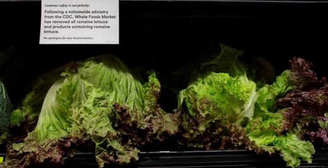 Alerta por lechugas EEUU: Las lechugas, un rico alimento si es bien tratado