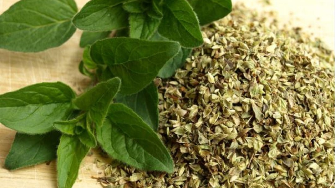 Plantas aromáticas autóctonas, emprendimiento en Boyacá