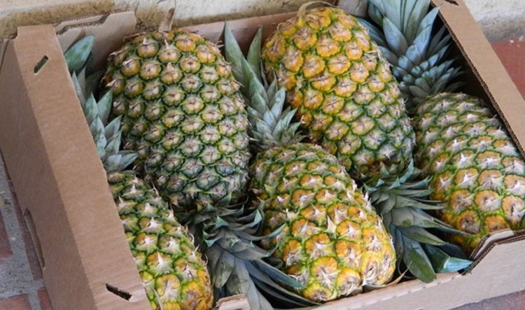 Piñas