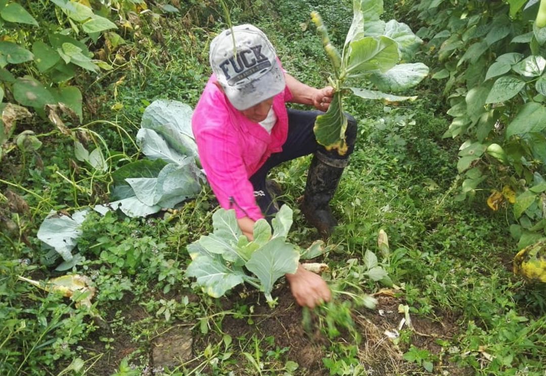 BRICEÑO, CULTIVOS, COCA, PROCESO, PAZ, FARC, GUERRILLA: El proceso de paz es lo mejor que le ha pasado a Briceño: Líder social
