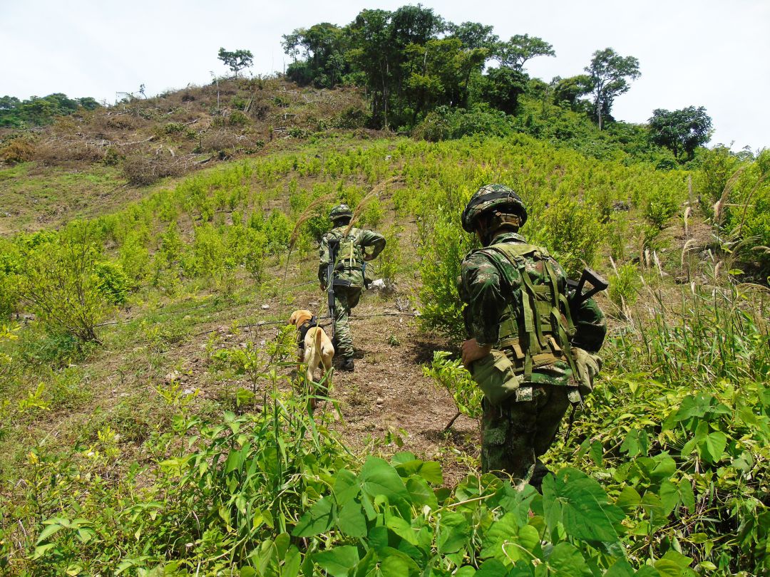 EJERCITO DESTRUYE CULTIVIOS DE COCA ORIENTE COLOMBIA LABORATORIOS: Ejército destruye 200 hectáreas de coca en 100 días