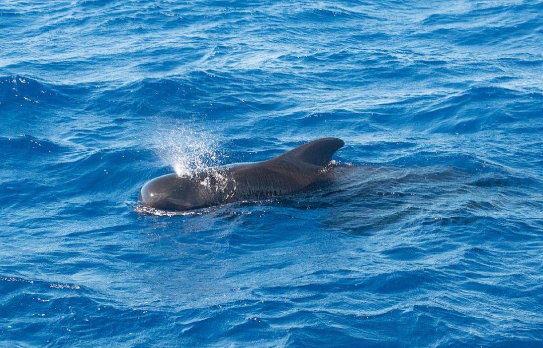Ballenas pilotos: Unas 145 ballenas pilotos mueren tras quedarse varadas en Nueva Zelanda