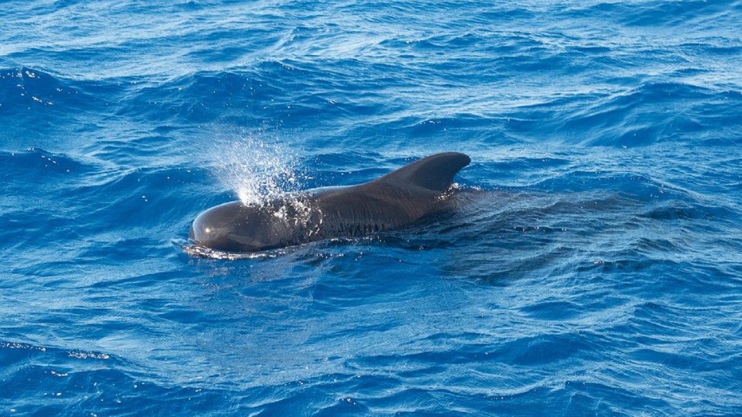 Unas 145 ballenas pilotos mueren tras quedarse varadas en Nueva Zelanda