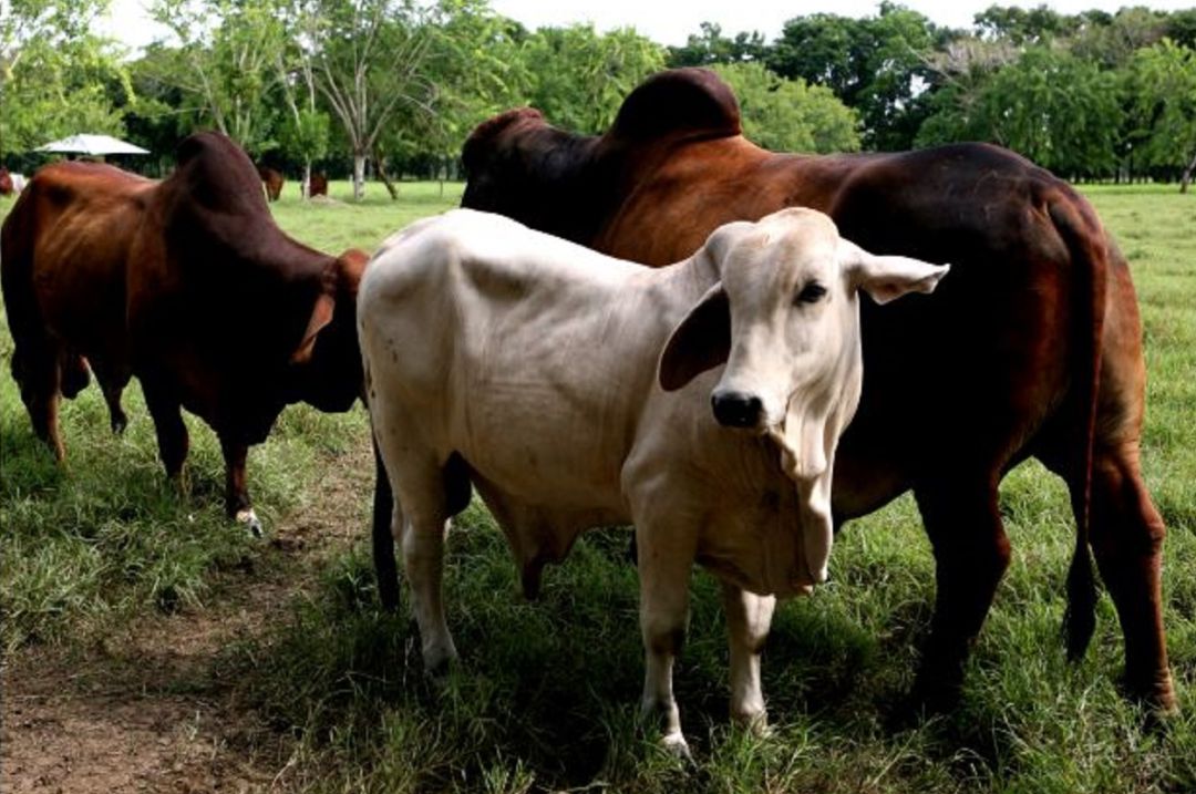 Levantan parcialmente veda: Levantan cuarentena por aftosa en veredas de Valledupar