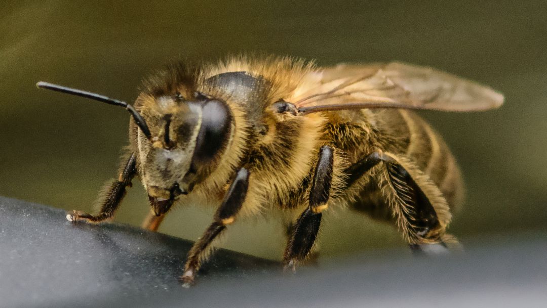 Tutela obliga al Estado a crear política de preservación de las abejas: Tutela obliga al Estado a crear política de preservación de las abejas