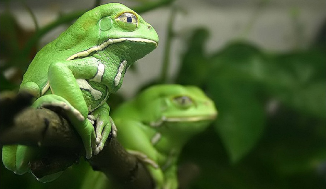 Investigadores hallan propiedades antibióticas en piel de ranas colombianas