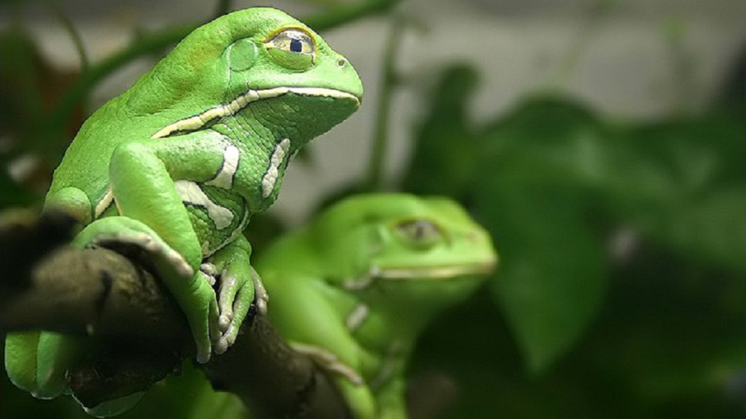 Investigadores hallan propiedades antibióticas en piel de ranas colombianas