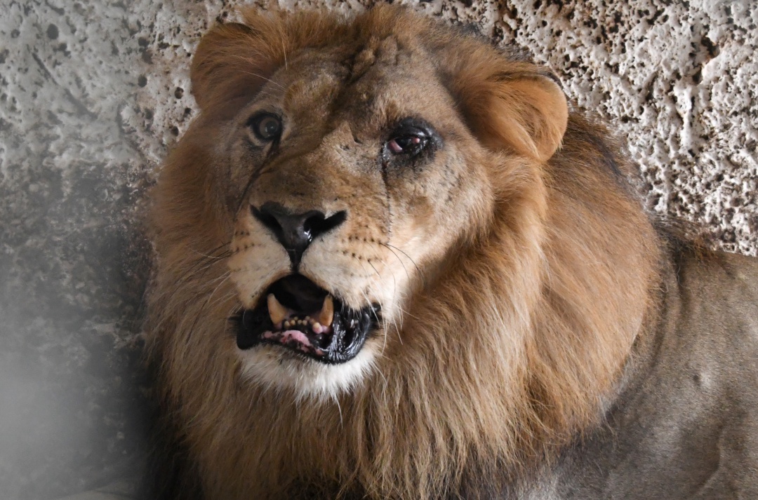 León agradeció a su ‘amigo’ al ayudarlo a escapar de una manada de hienas
