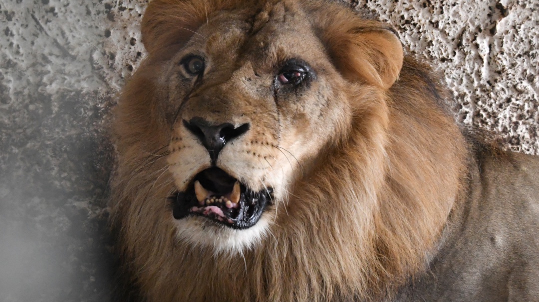 León agradeció a su ‘amigo’ al ayudarlo a escapar de una manada de hienas