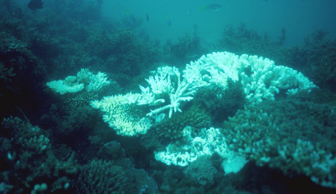 Muerte de corales: Crece preocupación por muerte de corales en bahía de Cartagena