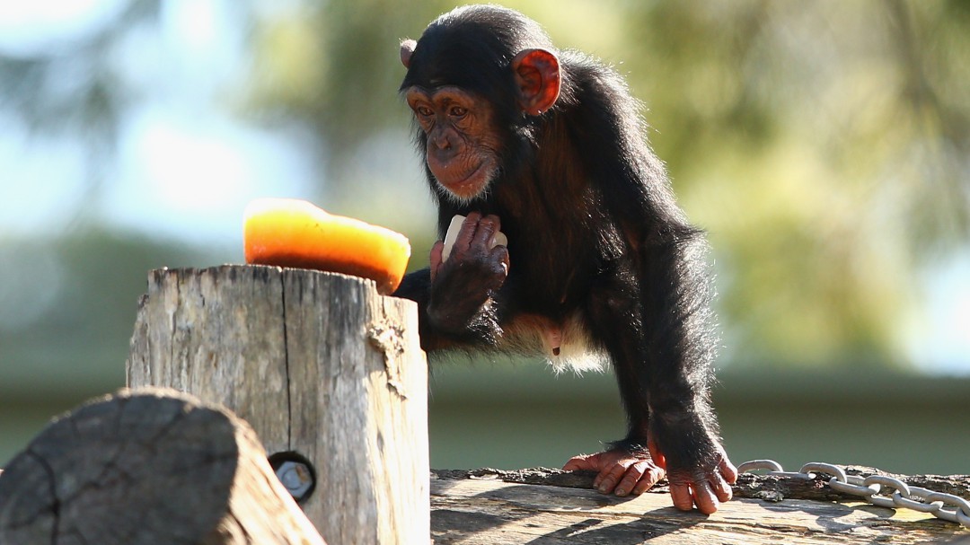 La tierna reacción de un Chimpancé al darse un baño