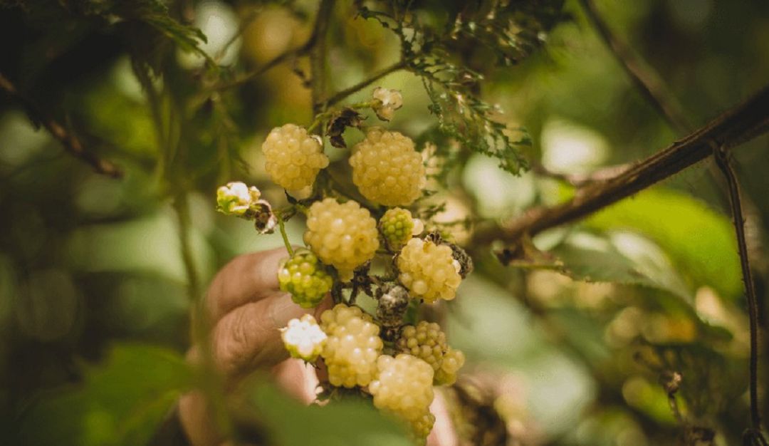 Mora blanca Boyacá: En Boyacá encontramos moras blancas: conózcalas