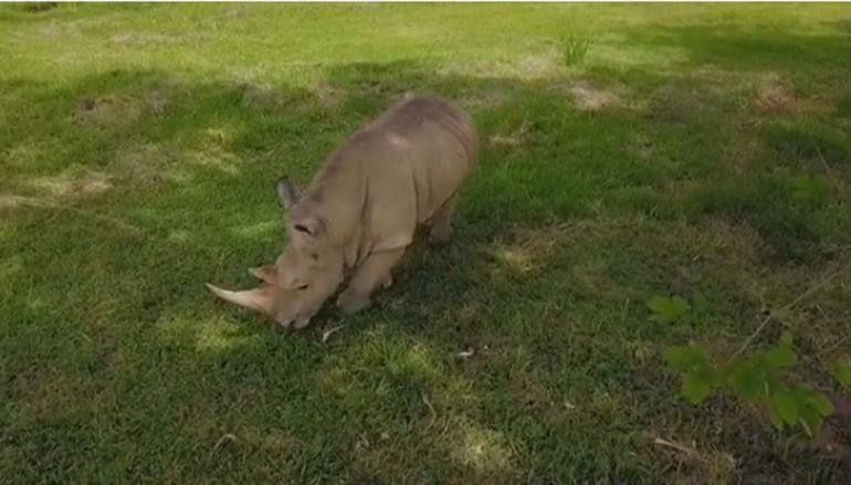 Murió 'Vera', uno de los cinco rinoceronte blancos que quedaban en el mundo
