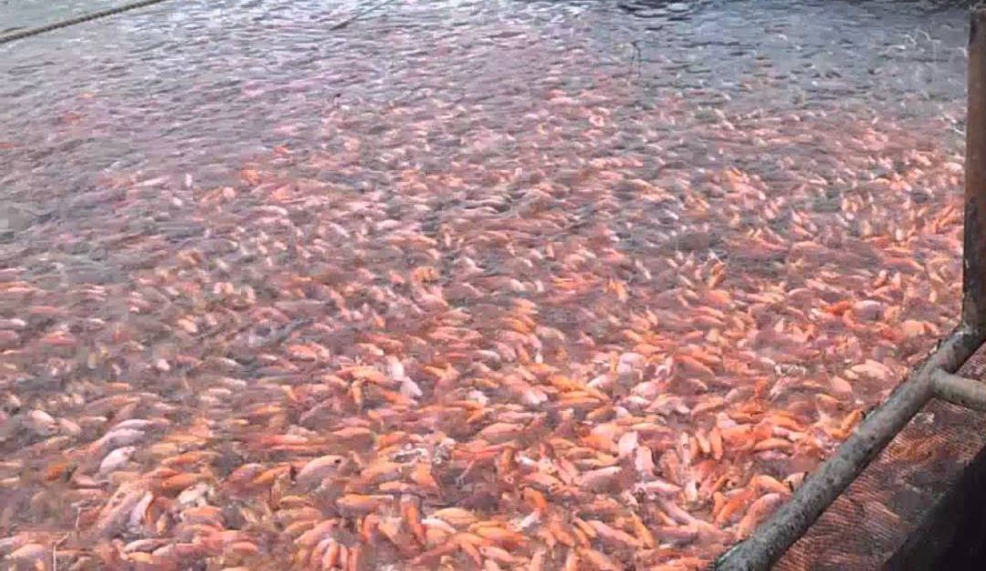 Cultivos flotantes de tilapia