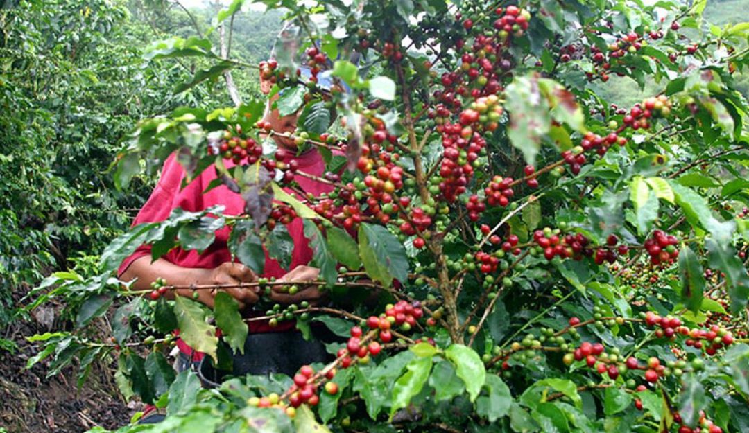CAFÉ, CULTURA, COSECHA, CAFETERA, SACOS, FEDERACIÓN: En Colombia está desapareciendo la cultura cafetera