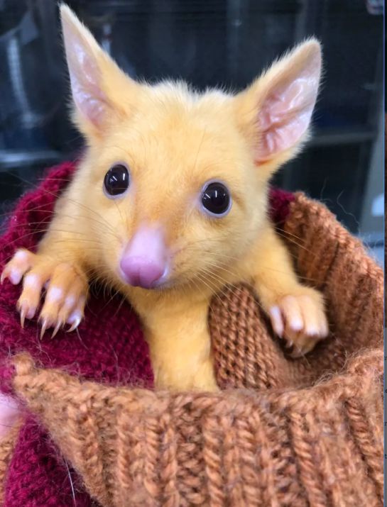 ¿Se parece? Zarigüeya amarilla fue nombrada Pikachu ¿Se parece? Zarigüeya amarilla fue nombrada Pikachu