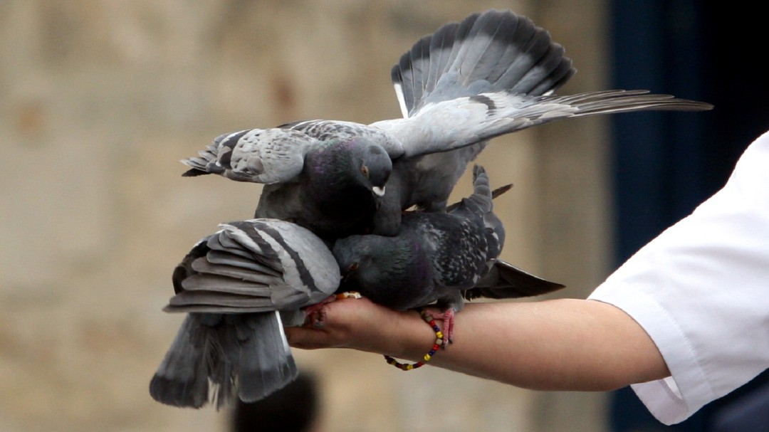 Inició traslado de palomas enfermas de la Plaza de Bolívar
