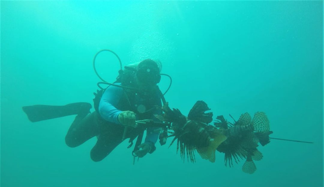 Capturan más de 1.800 peces león en aguas protegidas del Caribe: Capturan más de 1.800 peces león en aguas protegidas del Caribe