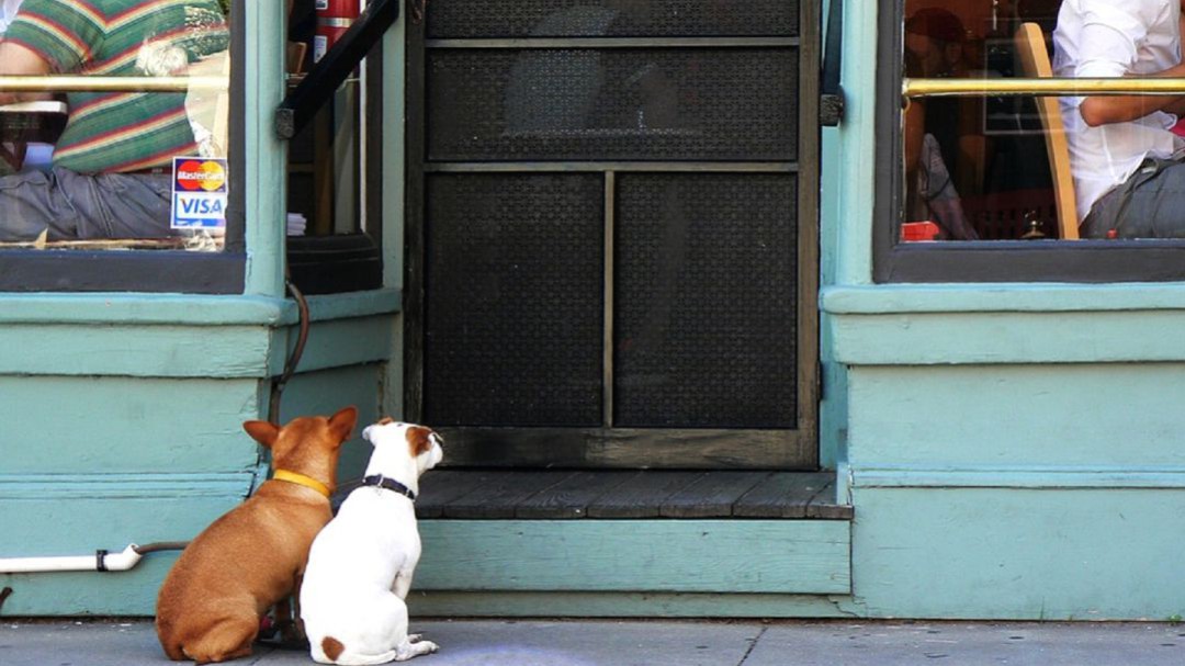 Cada vez son más los lugares que se unen a la onda Pet Friendly