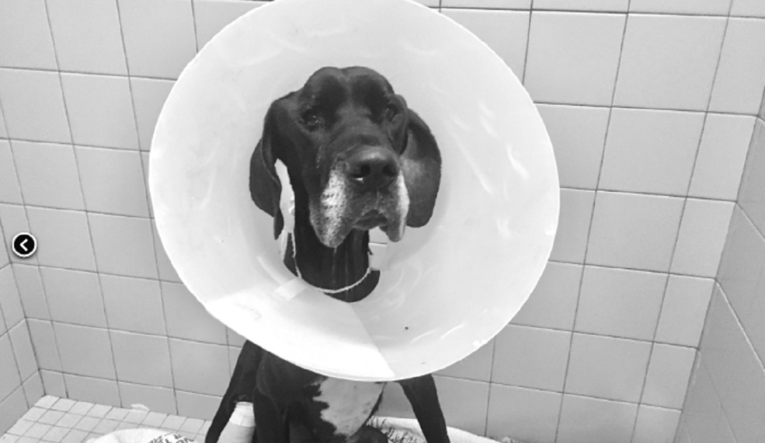 Perro se comió su propia pata para no morir de hambre