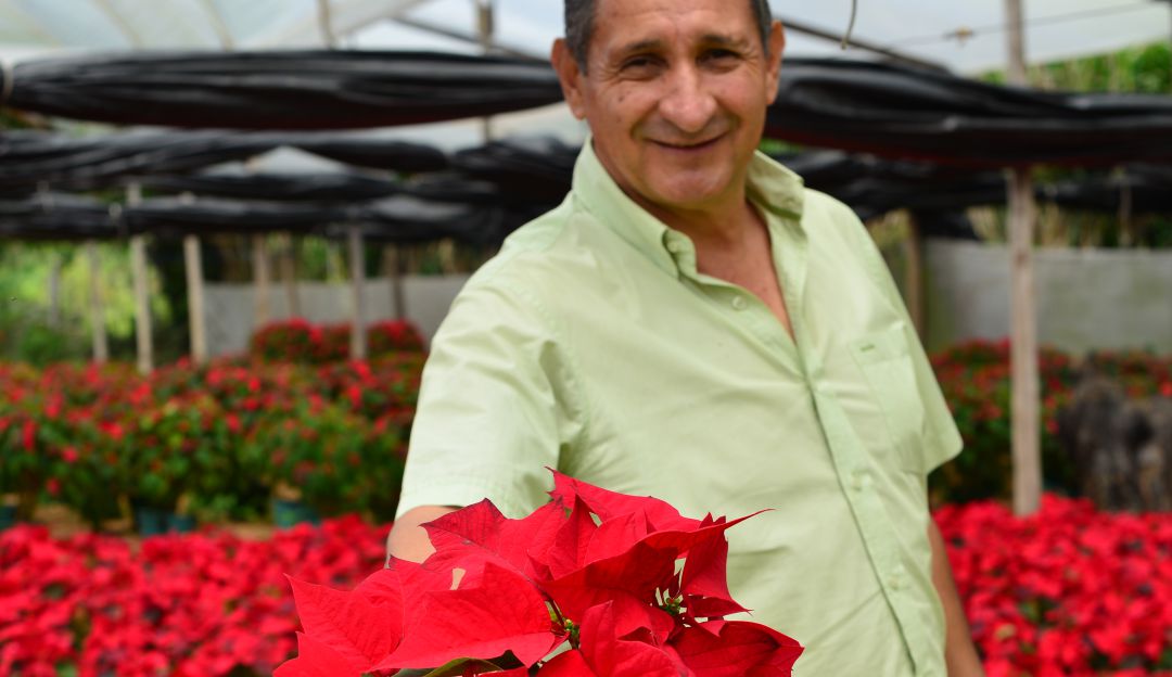 Poinsettias, flores de Pascua: Así se cultivan las matas de Navidad