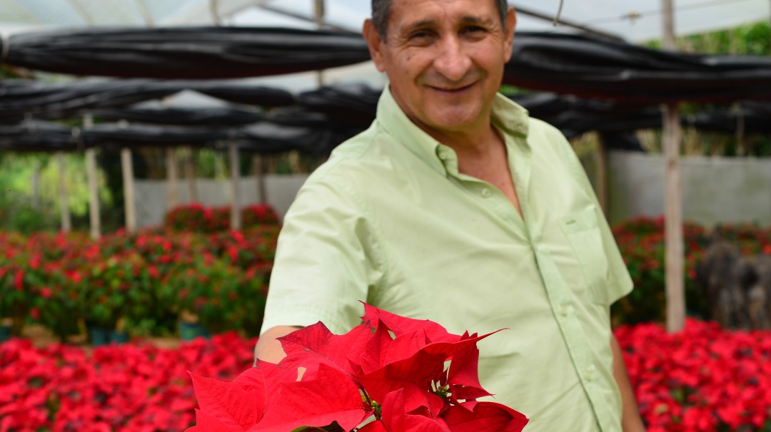 Así se cultivan las matas de Navidad
