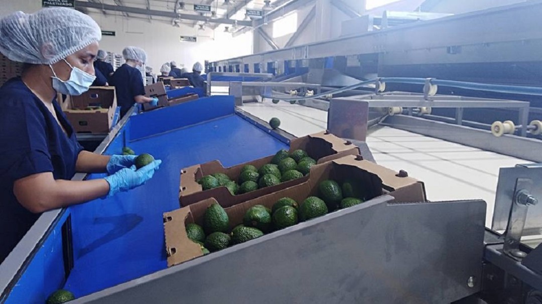 Aguacate hass en Tolima, una oportunidad de empleo