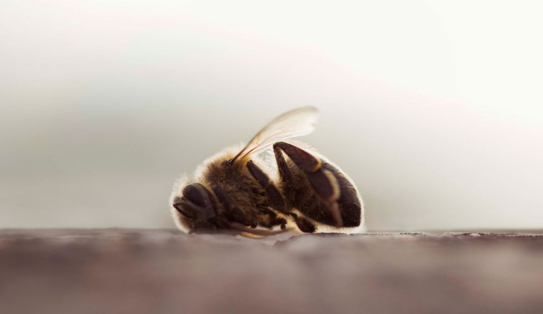 ANLA se compromete a restringir uso de pesticidas para proteger las abejas: ANLA se compromete a restringir uso de pesticidas para proteger las abejas