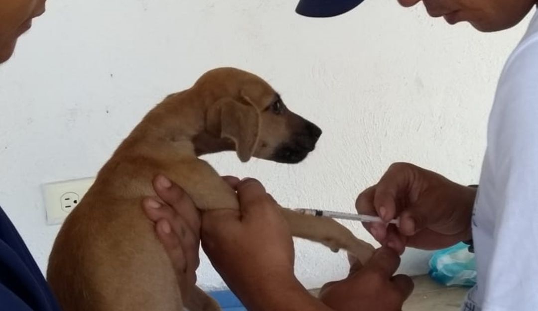 Vacunación para animales en condición de vulnerabilidad en Cartagena: Vacunación para animales en condición de vulnerabilidad en Cartagena