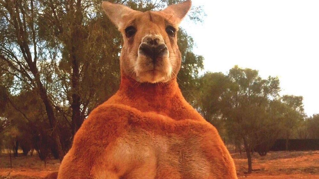 Murió Roger, el canguro más musculoso de Australia