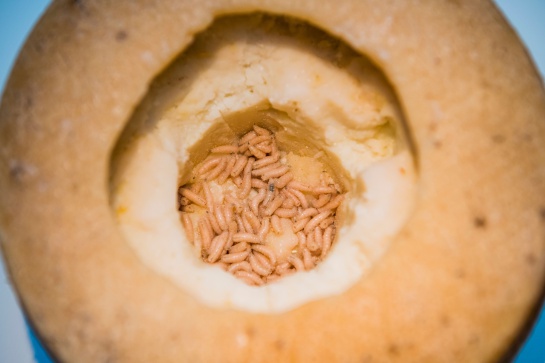 Comidas asquerosas: Conozca el museo con la comida más asquerosa del mundo ¿la probaría? Comidas asquerosas: Conozca el museo con la comida más asquerosa del mundo ¿la probaría?