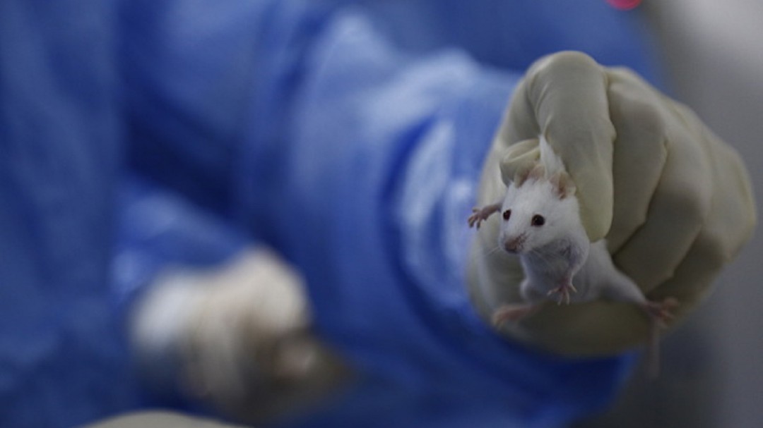 Congreso prohibiría pruebas cosméticas con animales