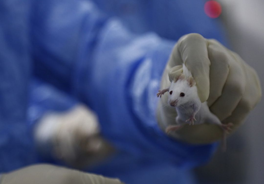 Congreso prohibiría pruebas cosméticas con animales