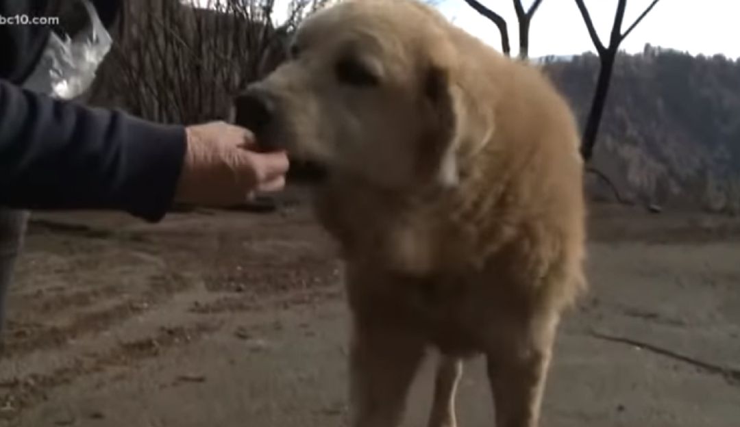 Perro que sobrevivió al incendio esperó a sus dueños por más de un mes