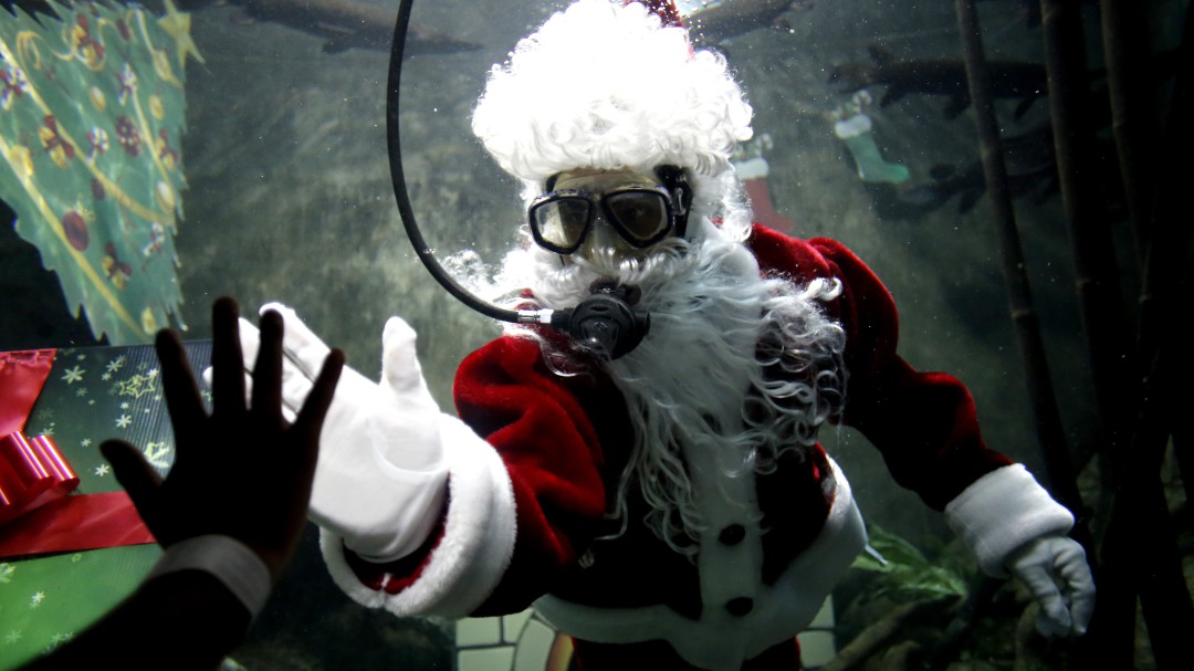 Buzos disfrazados de Santa sorprenden en acuarios del mundo