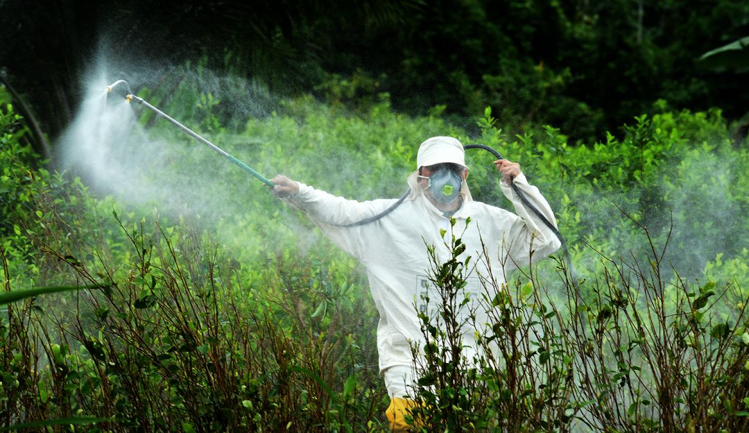 Cultivos ilícitos: MinSalud respalda uso terrestre de Glifosato
