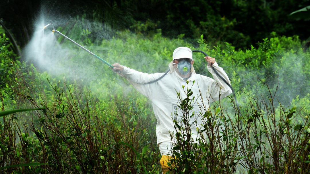 MinSalud respalda uso terrestre de Glifosato