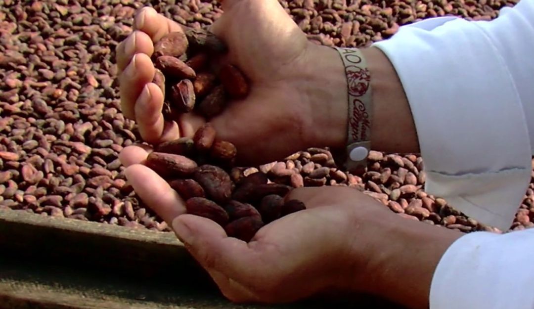 Cacao en el Huila: Cacaoteros del Huila estudian inglés para internacionalizar sus productos