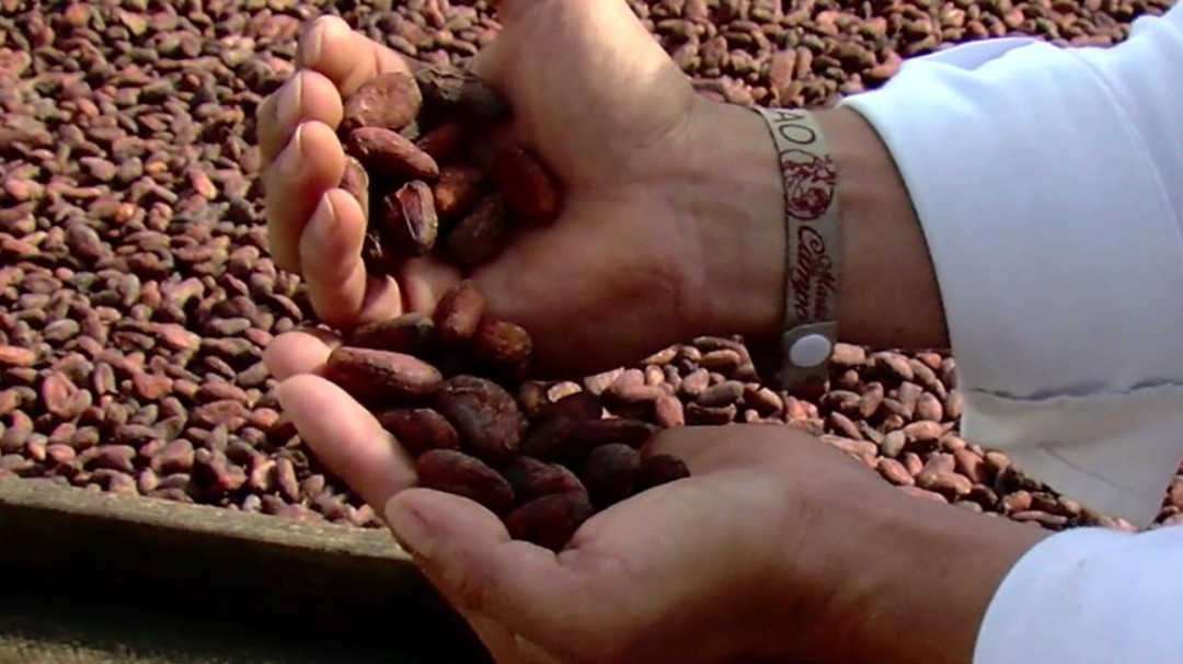 Cacaoteros del Huila estudian inglés para internacionalizar sus productos
