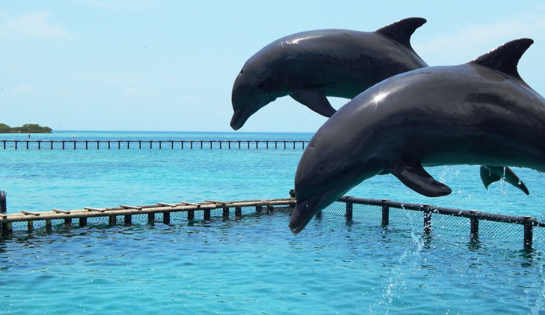 Dos delfines nacieron en un mismo mes en las Islas del Rosario: Dos delfines nacieron en un mismo mes en las Islas del Rosario