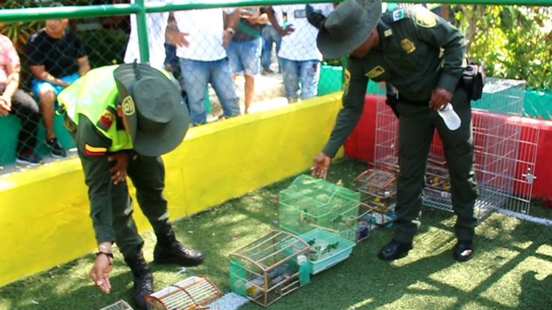 Entregan voluntariamente 200 aves silvestres en Cartagena