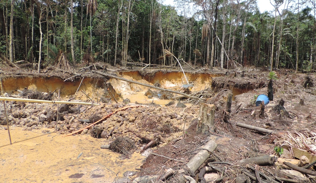 Medidas urgentes para la deforestación: Procuraduría pide medidas urgentes para evitar la deforestación