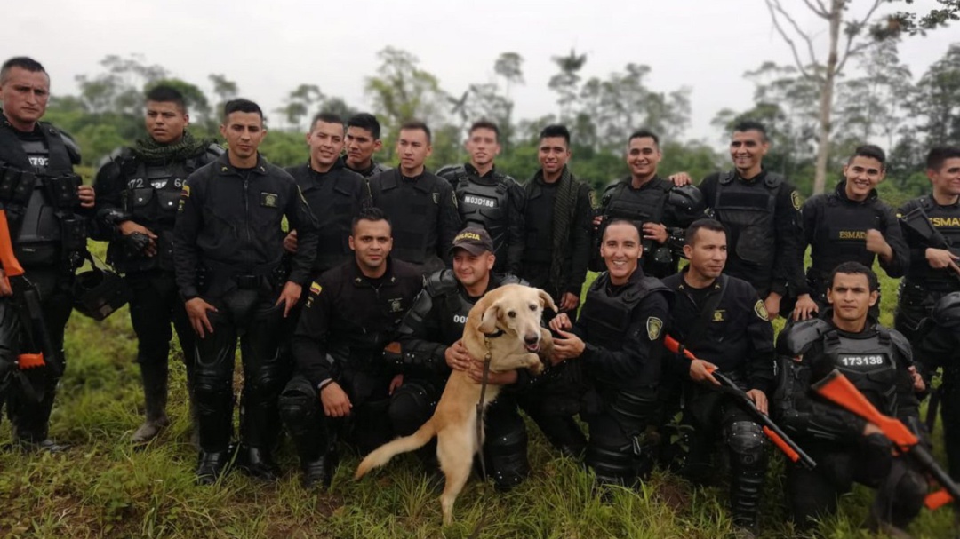 Nala, el labrador que murió en la lucha contra las drogas