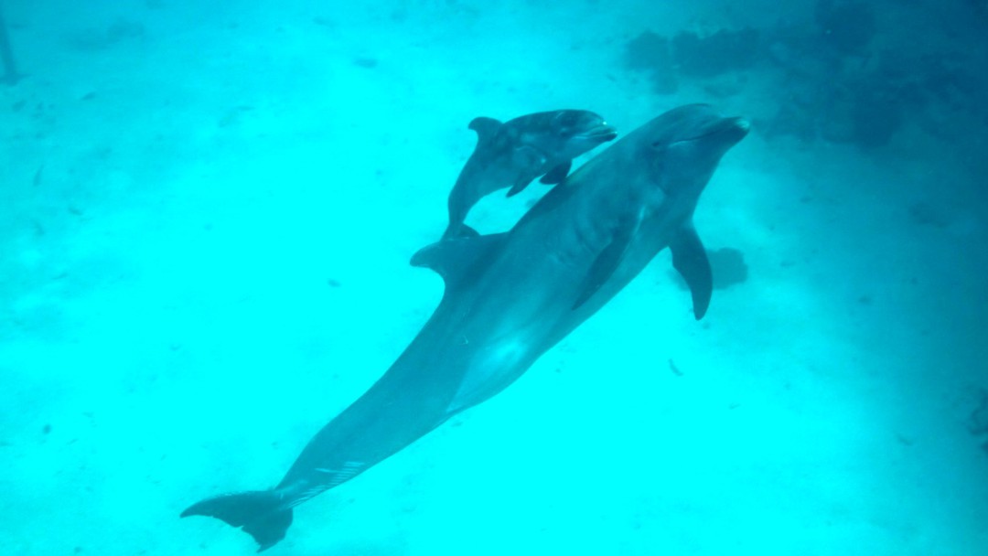 Delfines nacidos en Oceanario de Islas del Rosario ya pueden ser visitados