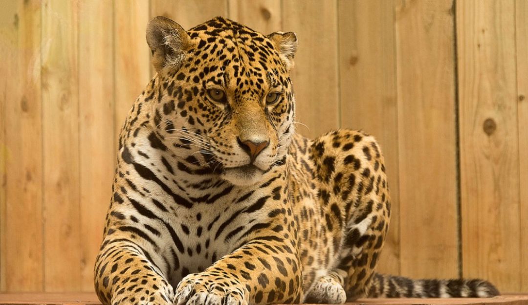 Coporinoquia y una ONG búscan jaguar que amenaza a U’was en Cubará, Boyacá: Coporinoquia y una ONG búscan jaguar que amenaza a U’was en Cubará, Boyacá