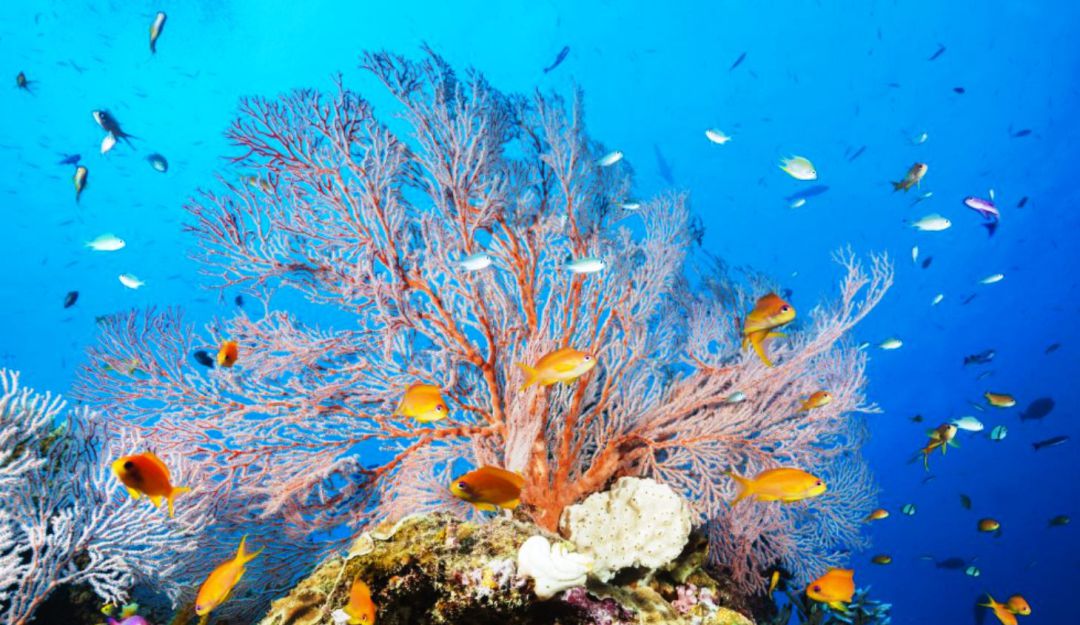 Detectan construcción sobre arrecife de coral en Cartagena: Detectan construcción sobre arrecife de coral en Cartagena