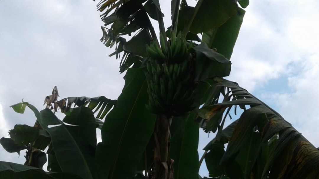 Se reanudan las exportaciones de plátano